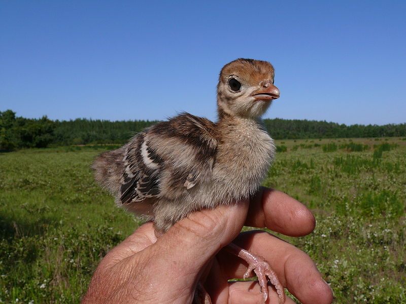 A baby Turkey, or Poult. 