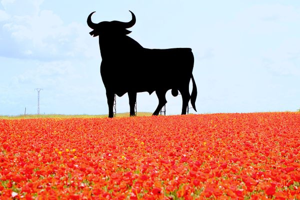 An Osborne bull among poppies.