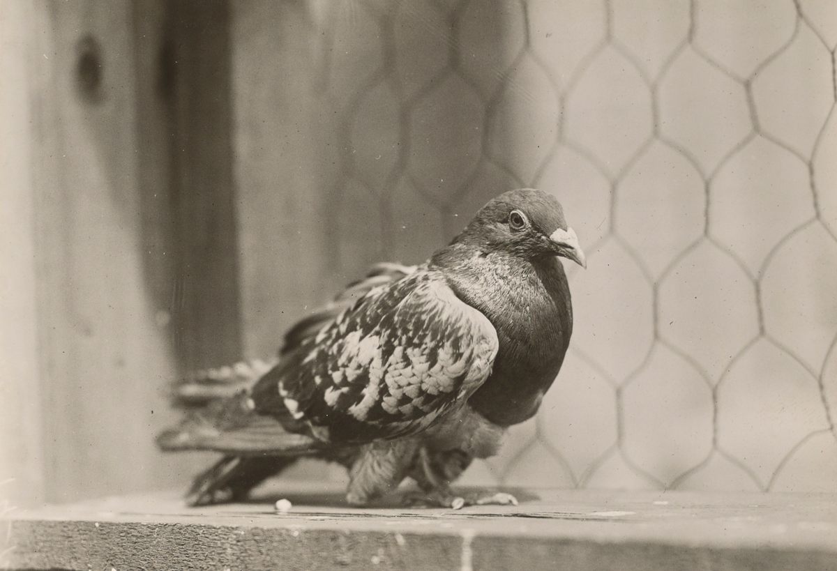 When the CIA Spied on American Citizens—Using Pigeons - Atlas Obscura