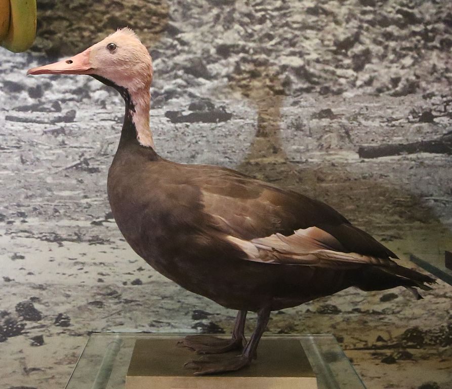 A preserved pink-headed duck specimen.