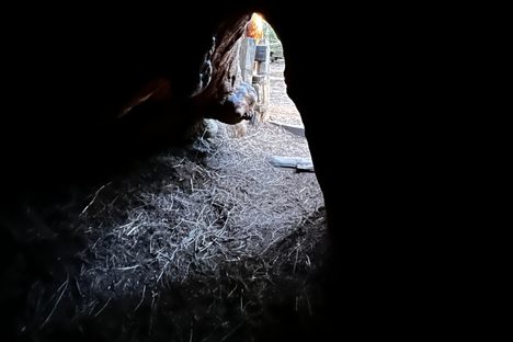 From the inside of a redwood