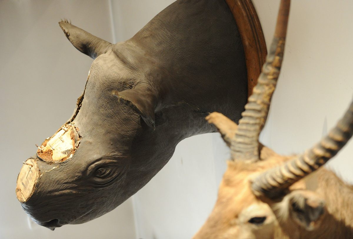 In Museums, Real Rhino Horns Are an Endangered Species - Atlas Obscura