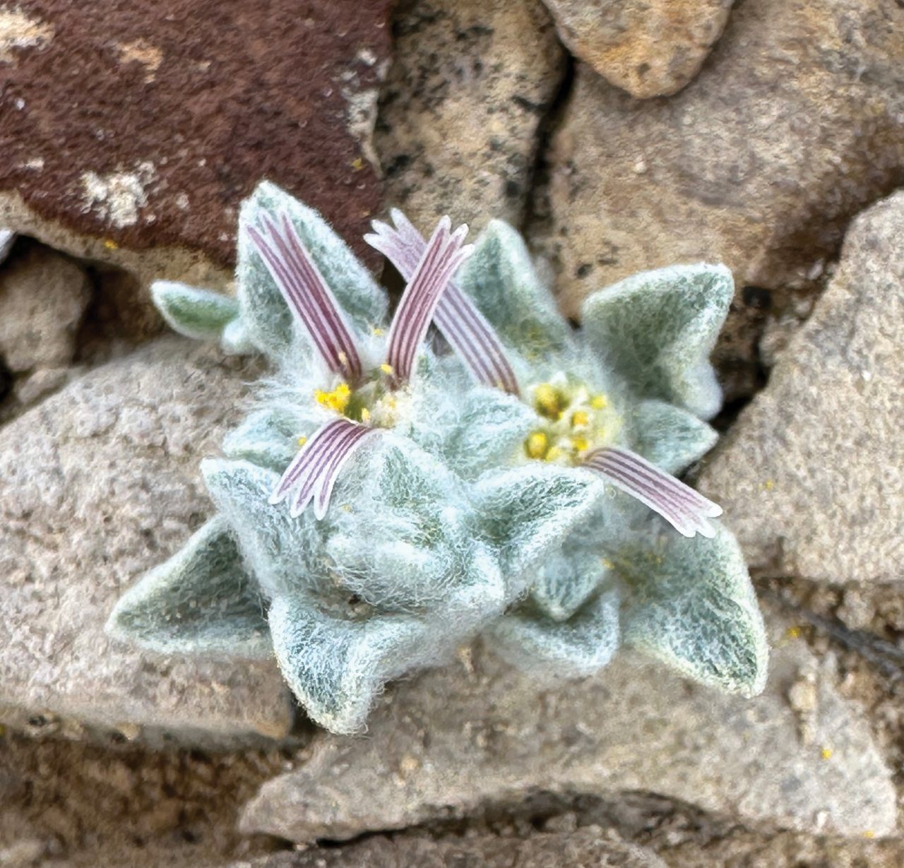 The first photo of the woolly devil made a stir among botanists when Deb Manley uploaded it to iNaturalist in March 2024.
