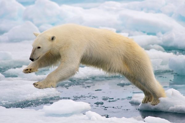 A polar bear in Svalbard navigates some melting ice.