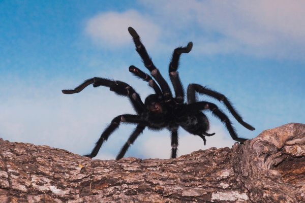 Each fall, amorous male tarantulas prowl the Colorado plains in search of mates, who may or may not kill them.