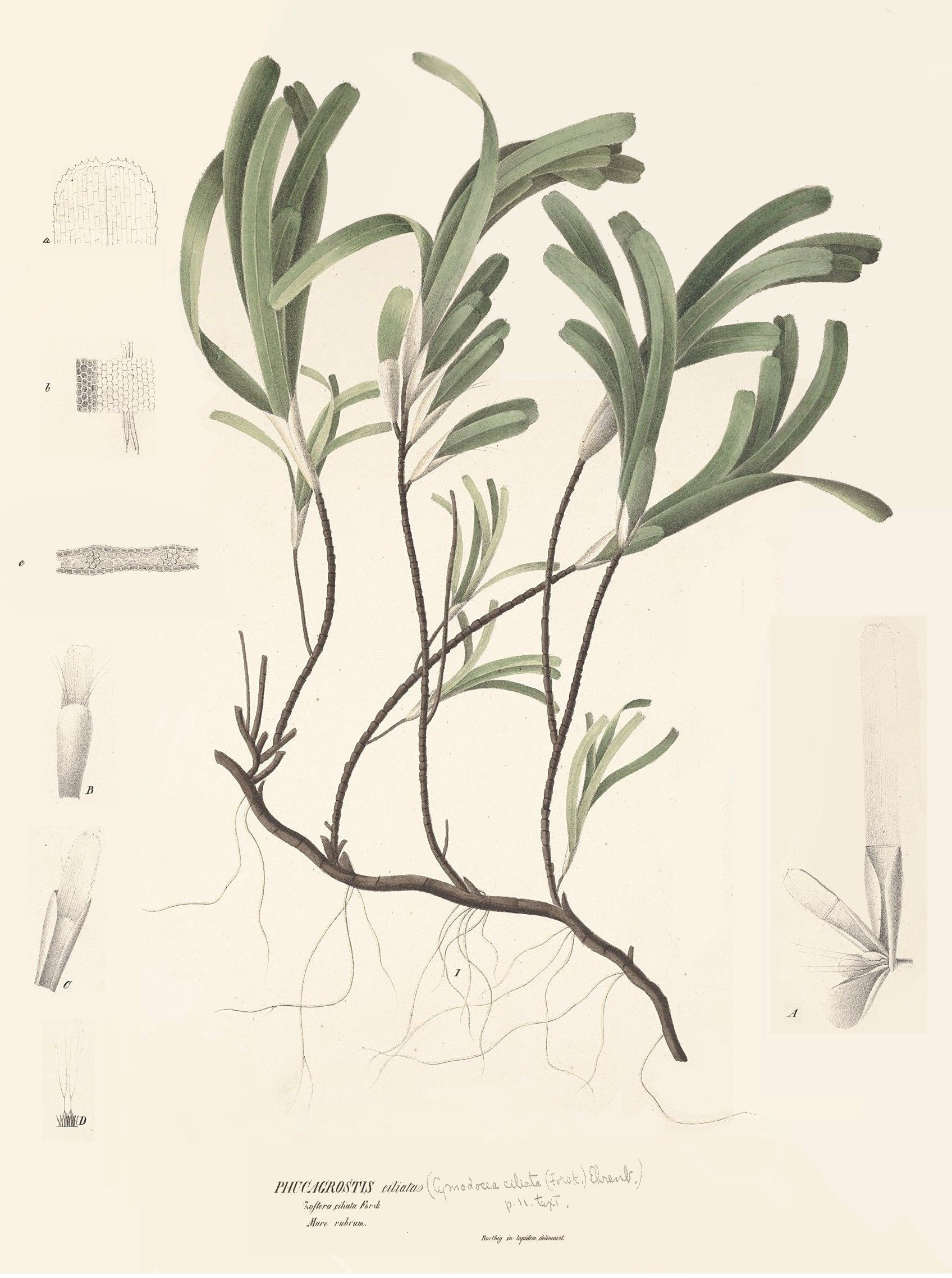 <em>Thalassodendron ciliatum</em> flourishes at Great Chagos Bank.