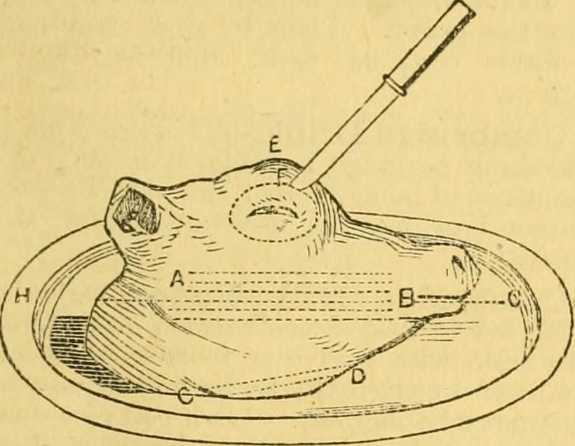 How to carve a calf's head, 1892.