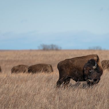 Bison at Tallgrass Prairie