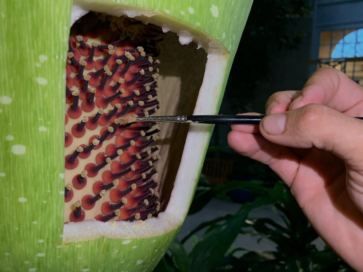 Targeted cross-pollination efforts could widen the genetic diversity of the species and lead to more robust offspring.
