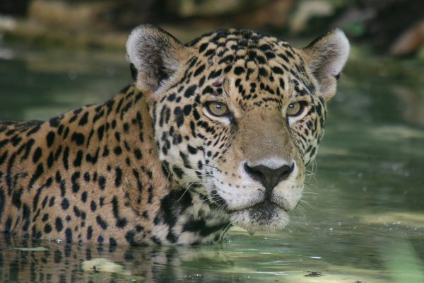 A jaguar in Mexico escapes the day's heat in a shady pool.