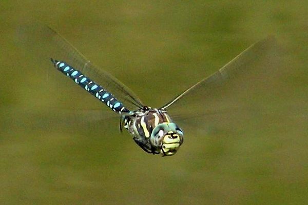 A male moorland hawker dragonfly and/or sexual predator. 