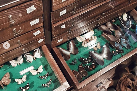 Butterflies taxidermy.