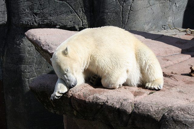 A rough time for Copenhagen's polar bears.