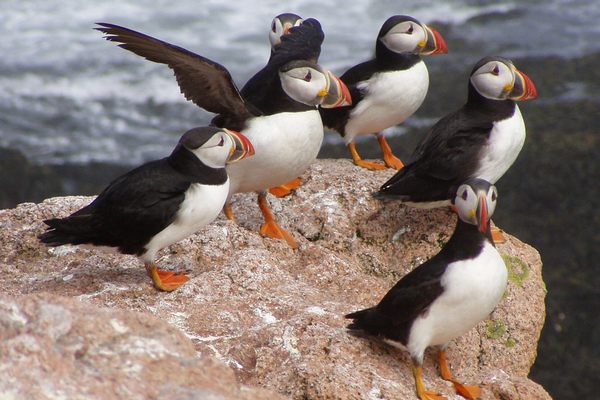 Puffins thrive off the coast of Maine thanks to a 1970s effort called Project Puffin.