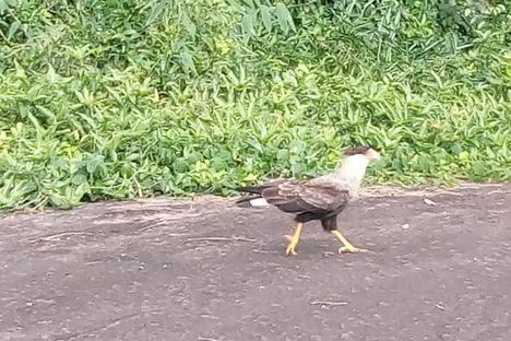 A caracara seen on the Pedra Grande 