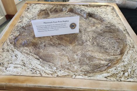 Mammoth footprint replica 