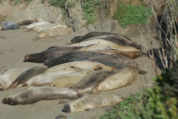 Elephant Seals at Piedras Blancas