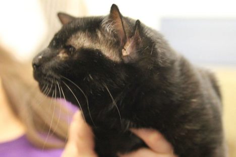 Batman, a Four-Eared Cat, Has Found a Home