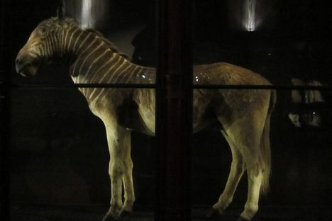 All That Remains: A Haunting Gallery of Extinct Animals in Paris