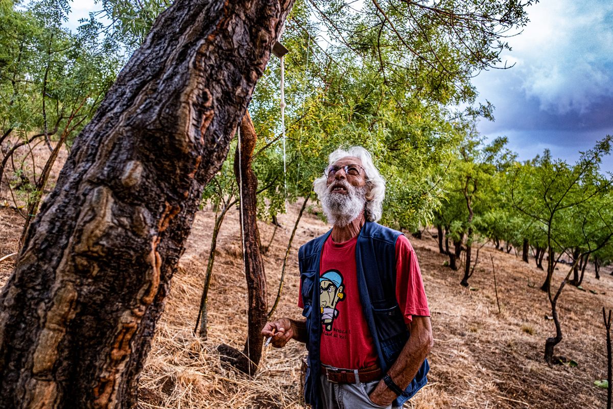Gelardi follows the natural patterns of the seeping manna. If the manna changes directions, he adjusts the fishing line accordingly to make sure that it is collected properly.
