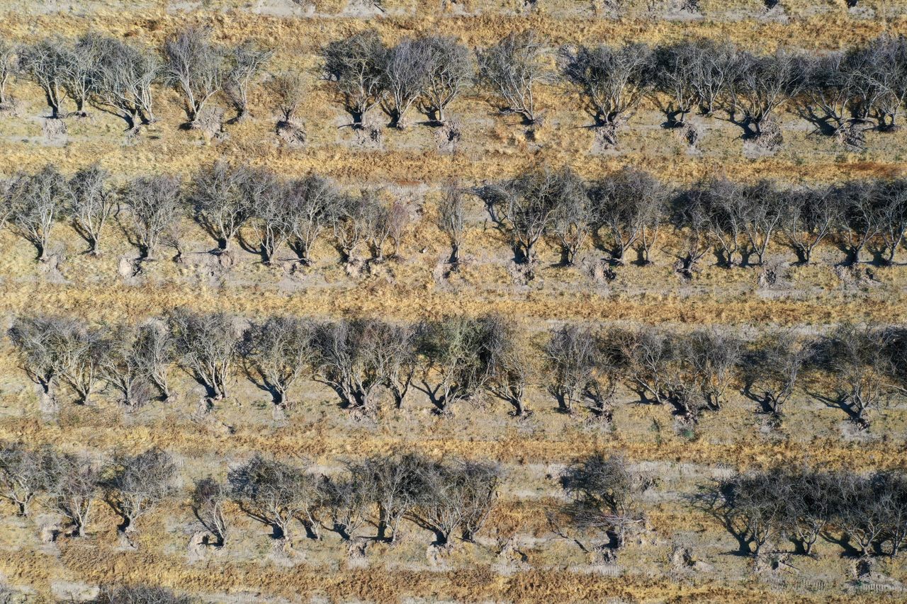 An aerial view of rows of uprooted almond trees during a May 2021 orchard removal project in Snelling, California.