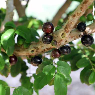 Jaboticaba growing on a branch.