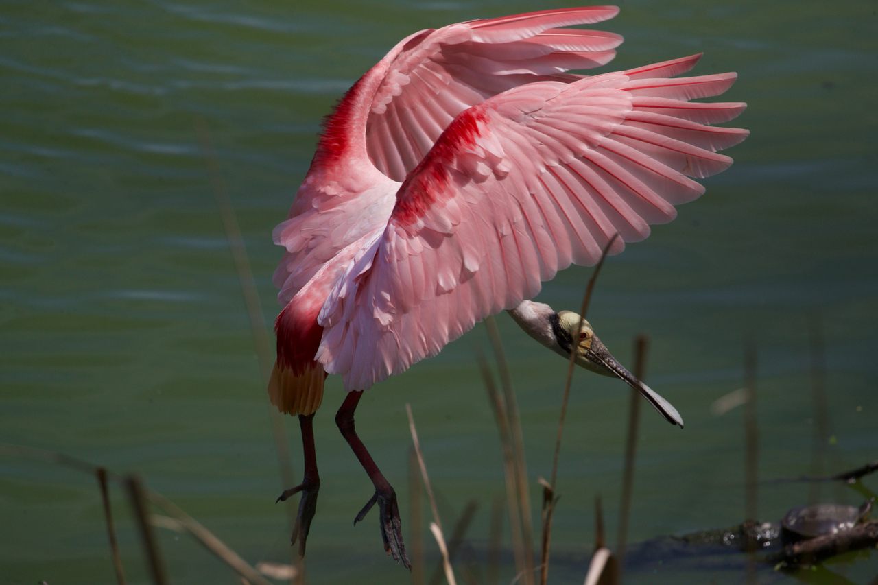 The strikingly colored roseate spoonbill is easy to spot at Sea Rim State Park, one of the habitats that has helped save it from extinction. 