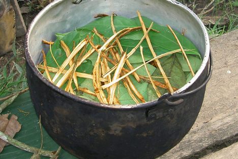 Preparing a batch of ayahuasca tea in Ecuador.