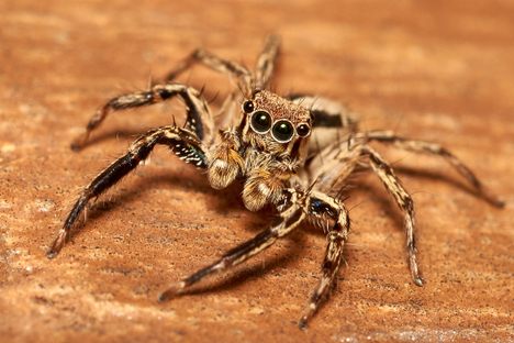 A jumping spider in Manila, Philippines. 