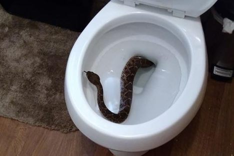 Found: A Rattlesnake in a Toilet, and Then 23 More Underground