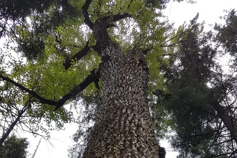 Ancient Cottonwood Trail