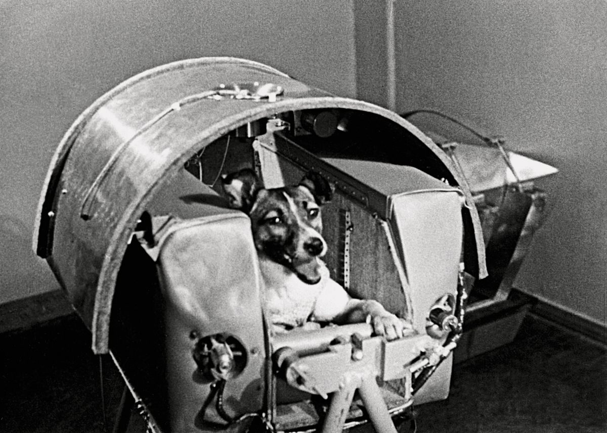 Before her mission, researchers put Laika in a training capsule to mimic the conditions she'd face in space.