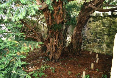 Fleeting Wonders: A 2,000-Year-Old Tree Swaps Sexes
