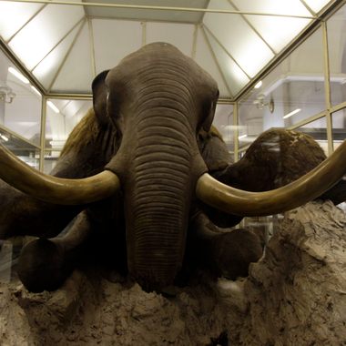 Berezovsky Mammoth
