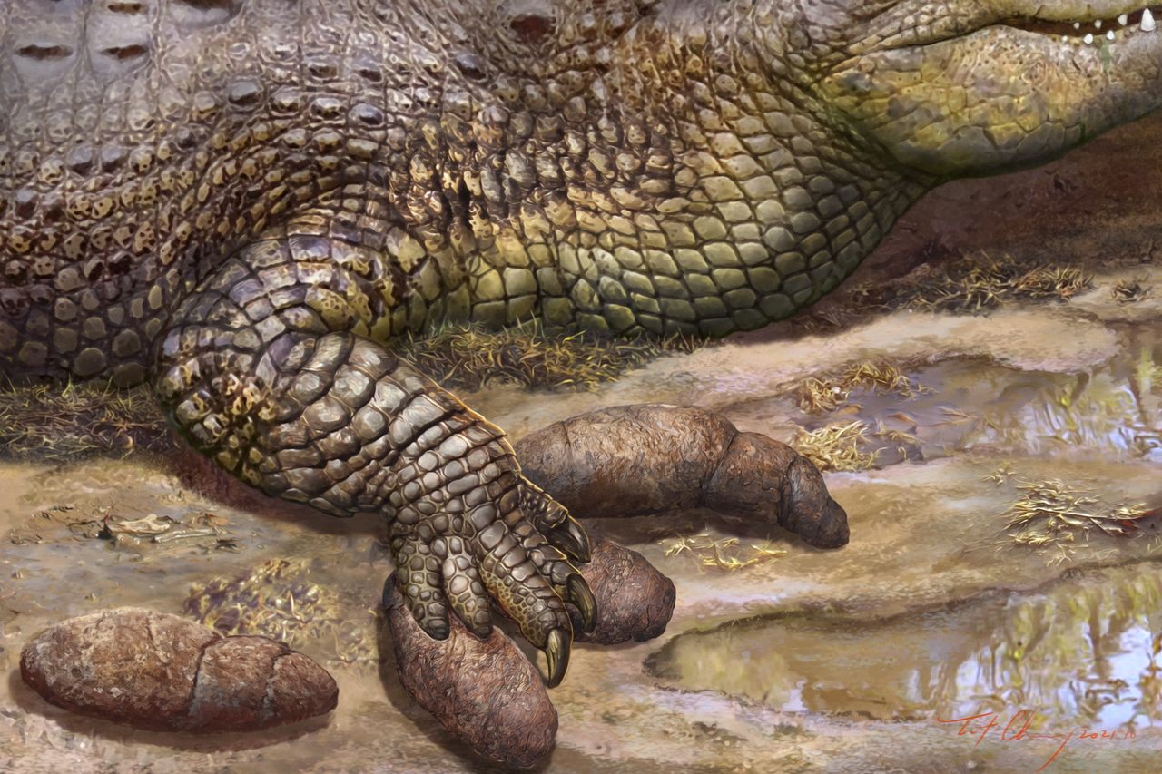 An artist's rendering of the moment an ancient crocodilian really stepped in it.