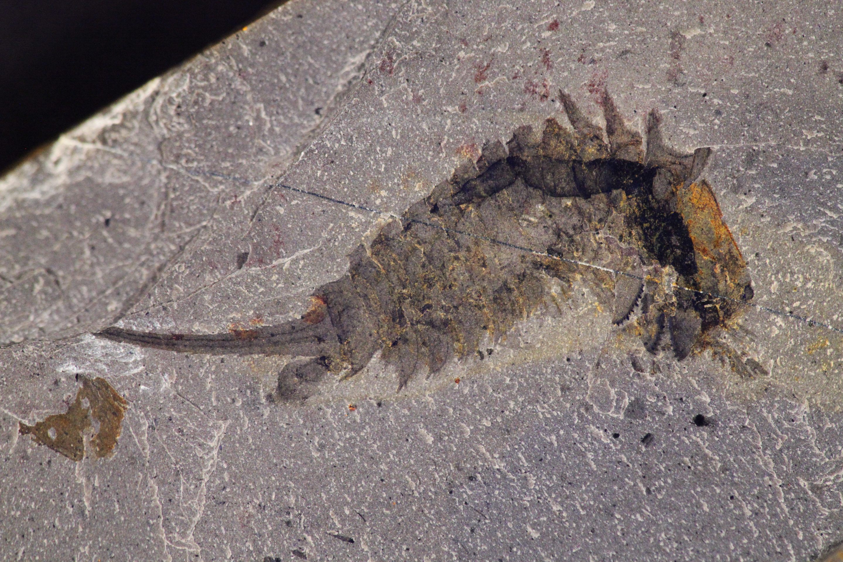 Fossil of <em>Habelia optata</em>. 