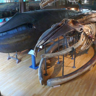 The mounted whale next to its mounted skeleton