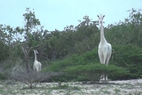 Two White Giraffes—A Mom and a Calf—Are Thrilling Wildlife Fans in Kenya