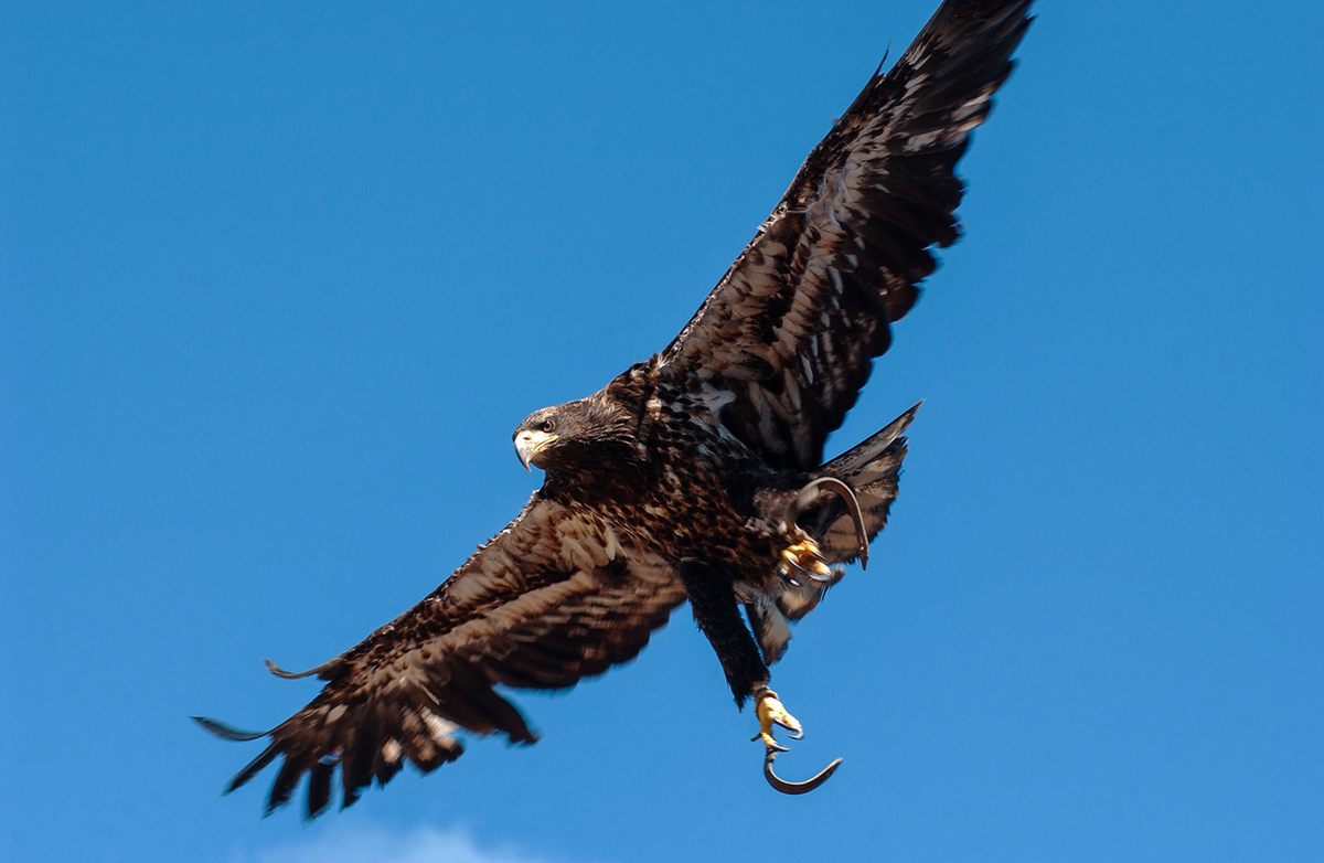 Falconry, a hunting practice that dates back over 4,000 years, entails training birds of prey—usually falcons, but also hawks, eagles, and owls.