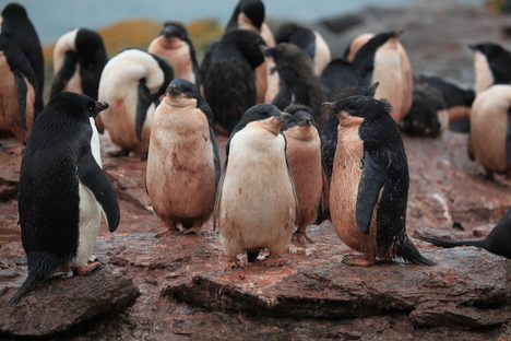 Adélie Penguins getting mucky. Penguins produce the most poop of any seabird order.
