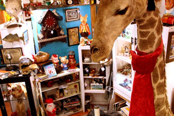 Woolly Mammoth Antiques and Oddities