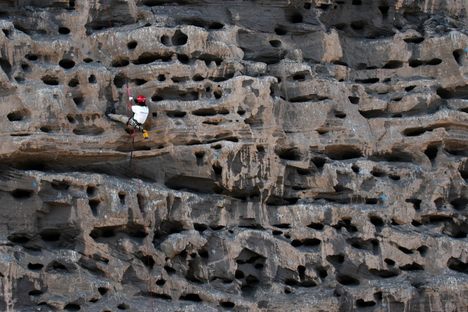 Biologist Juan Masello has broken multiple bones, crushed a vein, and nearly drowned studying the world's largest parrot colony, at Balneario El Condor in Argentina.