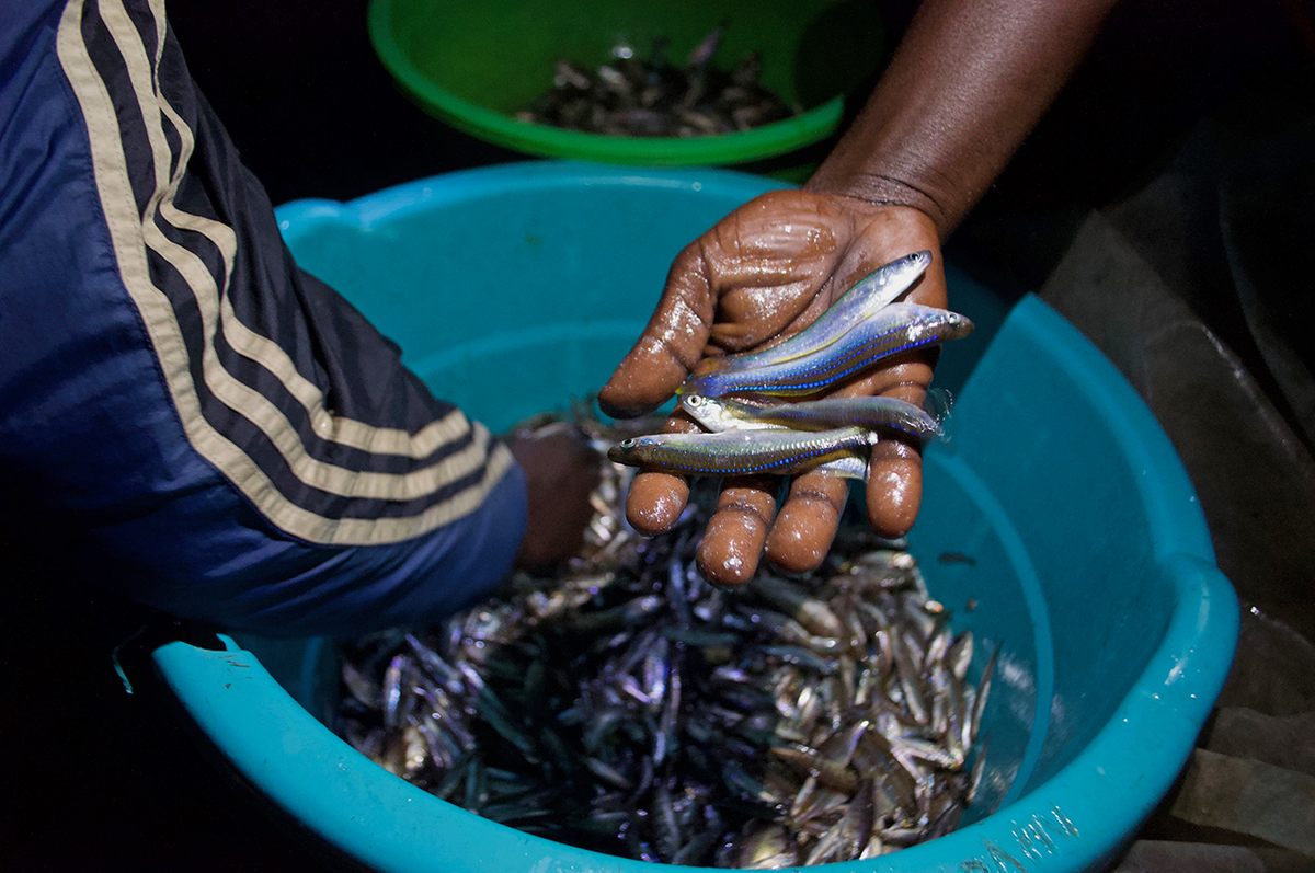 Due to its unusual composition, Lake Kivu does not provide the fishermen with large catches.