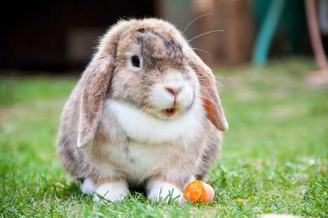 The history of rabbit domestication is longer and more complicated than has been claimed to be the case.