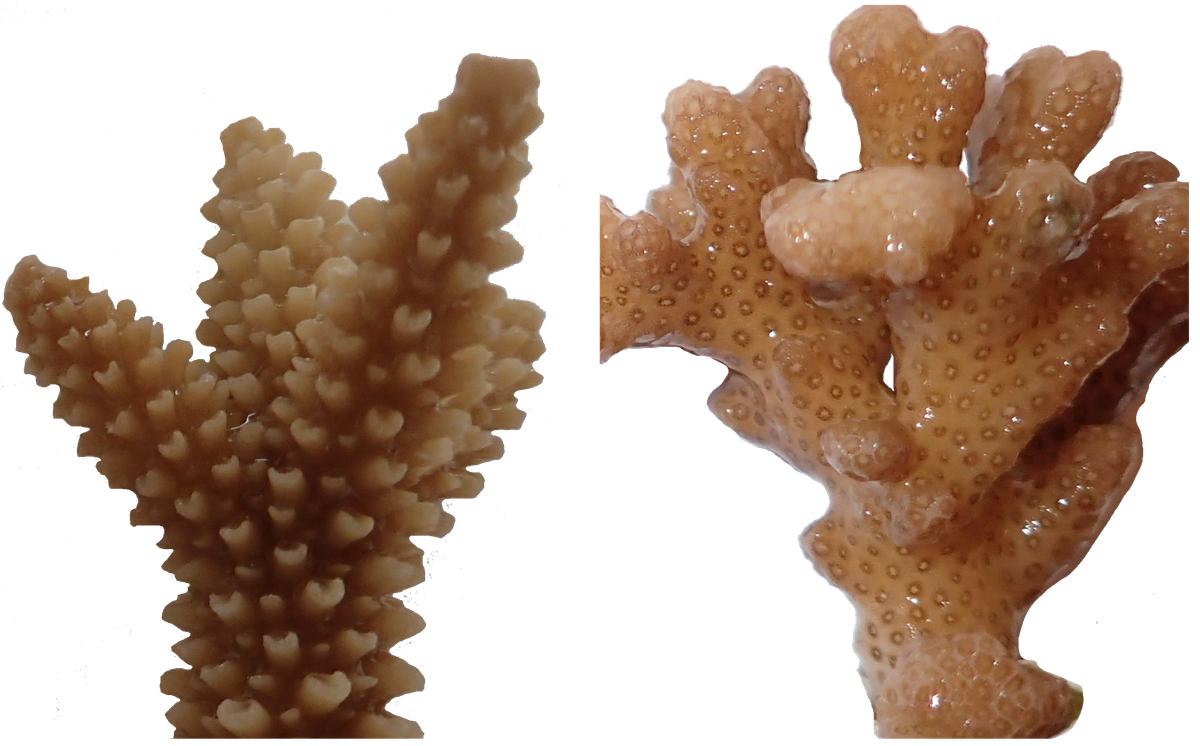 <em>A. intermedia</em> and <em>P. damicornis</em> corals ready to be sniffed.