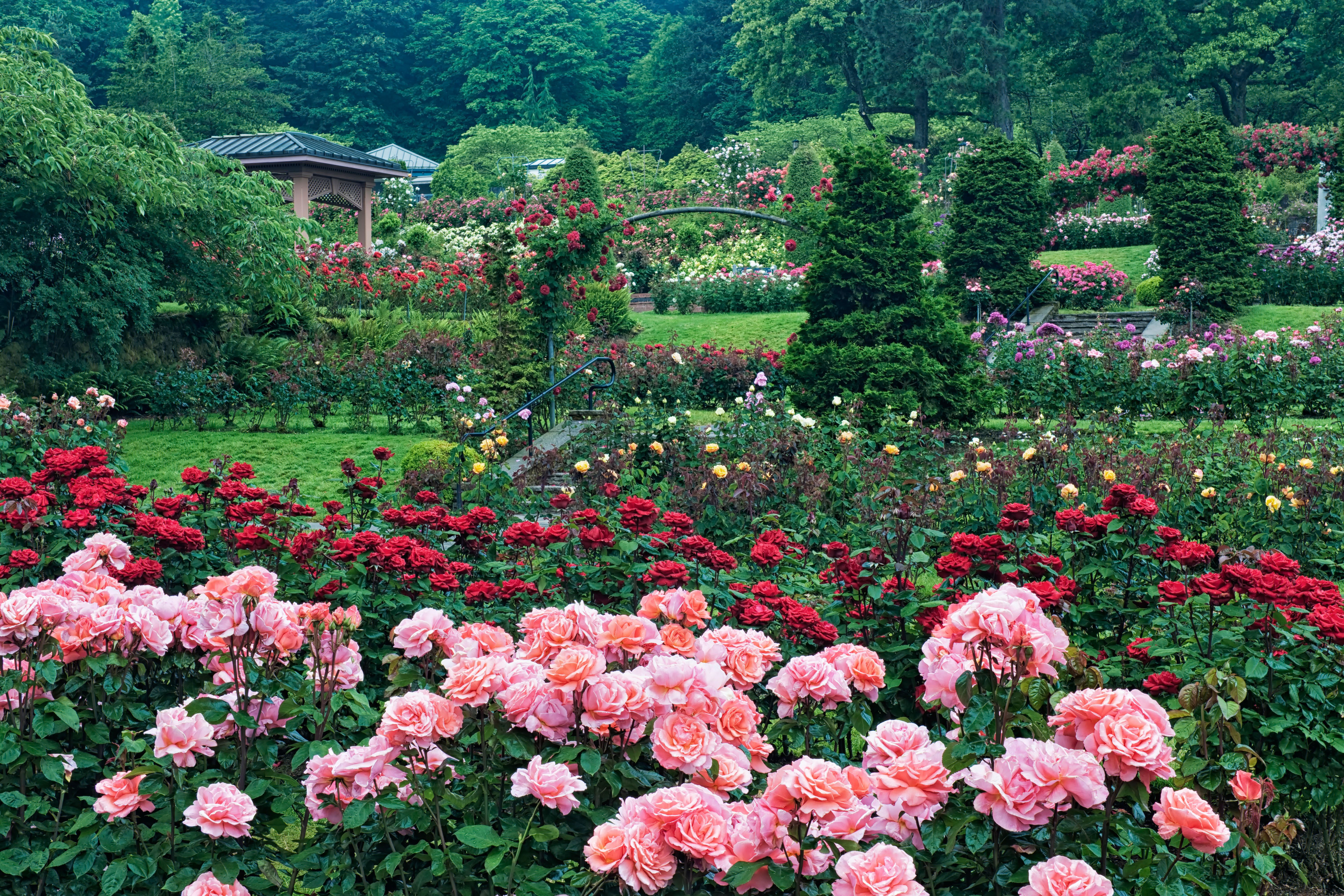 A Botanical Showdown Planted the Seed for Portland’s International Rose ...