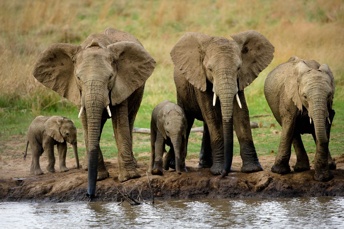 Female elephants and their calves at a watering hole in Pilanesberg National Park, South Africa.