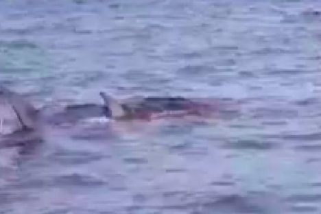 Rare, Giant Shark Attacks Seal in Oregon River