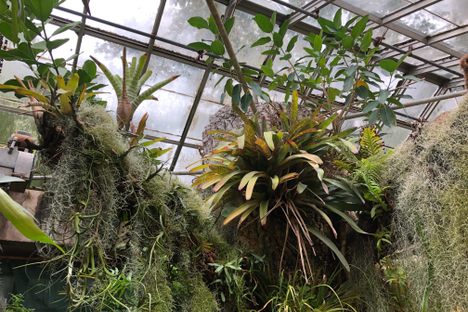 The bough of the epiphyte tree