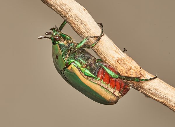 www.atlasobscura.com